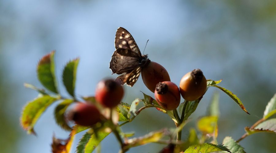 Butterfly inspecting tree bloom