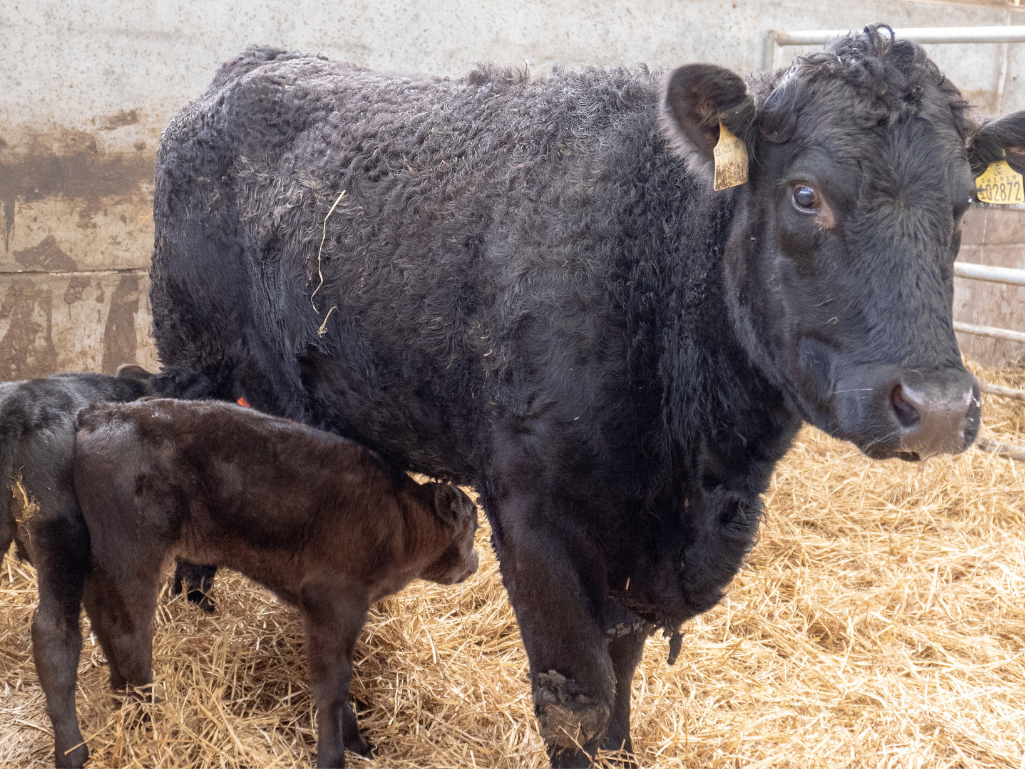 pregnancy scanning cows